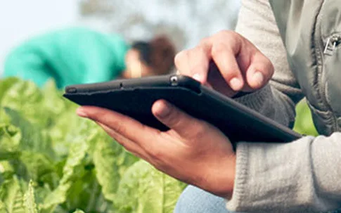 Mann mit Tablet im Salatfeld